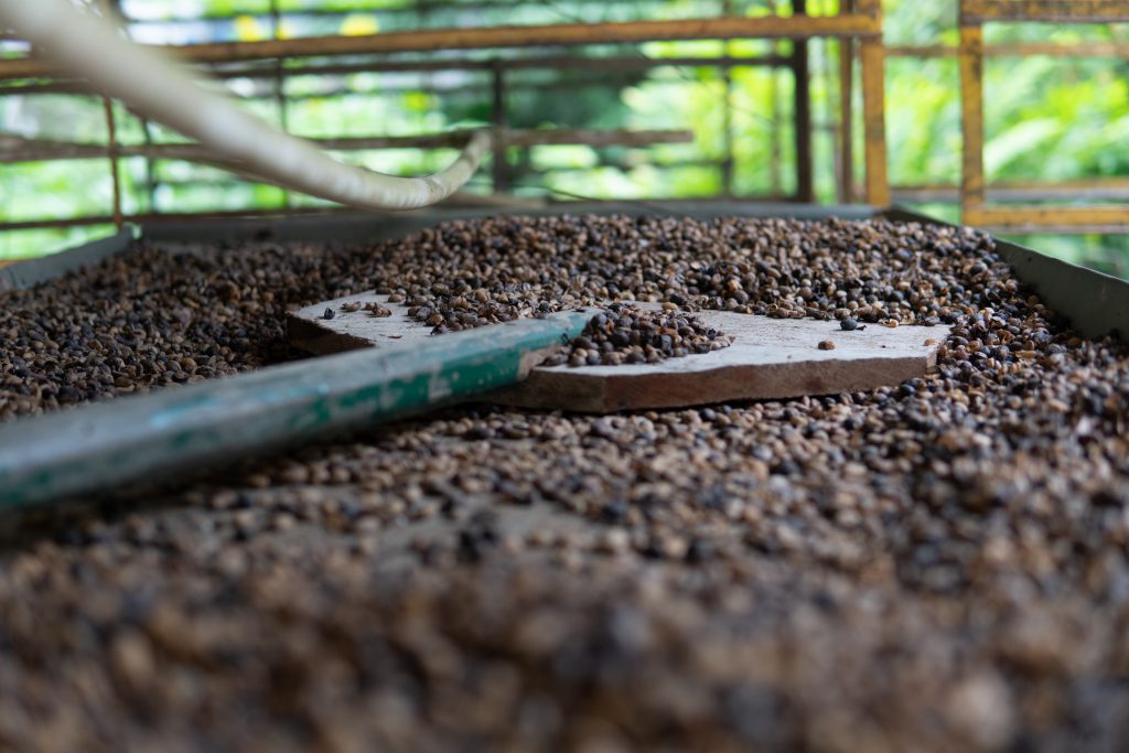Kaffeebohnen in kolumbien; Location Fotografie einer Kaffeeplantage